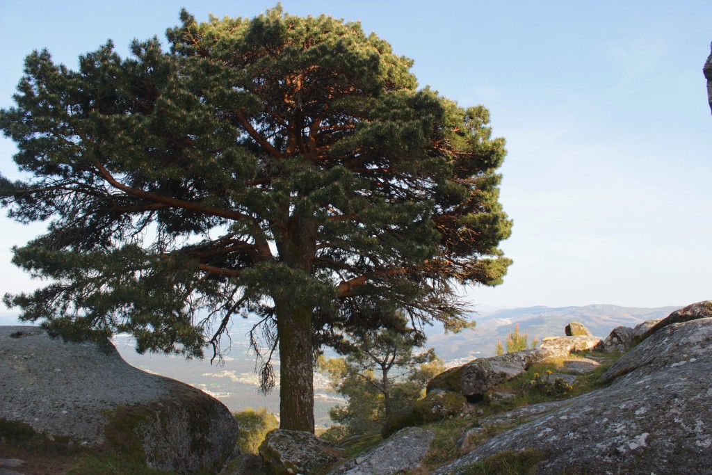 Parque Natural Monte Aloia, Tui (Pontevedra)