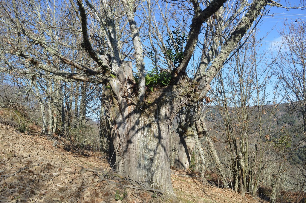 Parque Natural Serra da Enciña da Lastra, Ourense