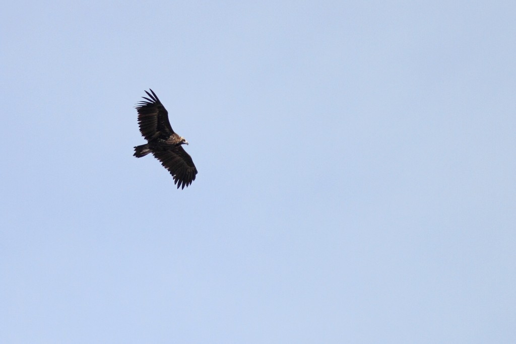 Parque Natural Sierra de Andújar, Jaén