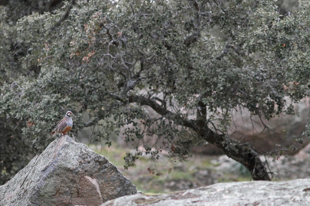Parque Natural Sierra de Andújar, Jaén