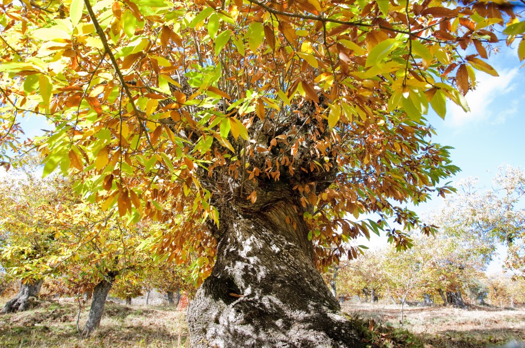 Parque Natural Sierra de Aracena y Picos de Aroche, Huelva