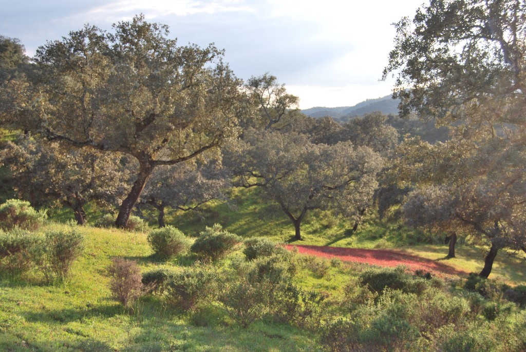 Parque Natural Sierra de Aracena y Picos de Aroche, Huelva