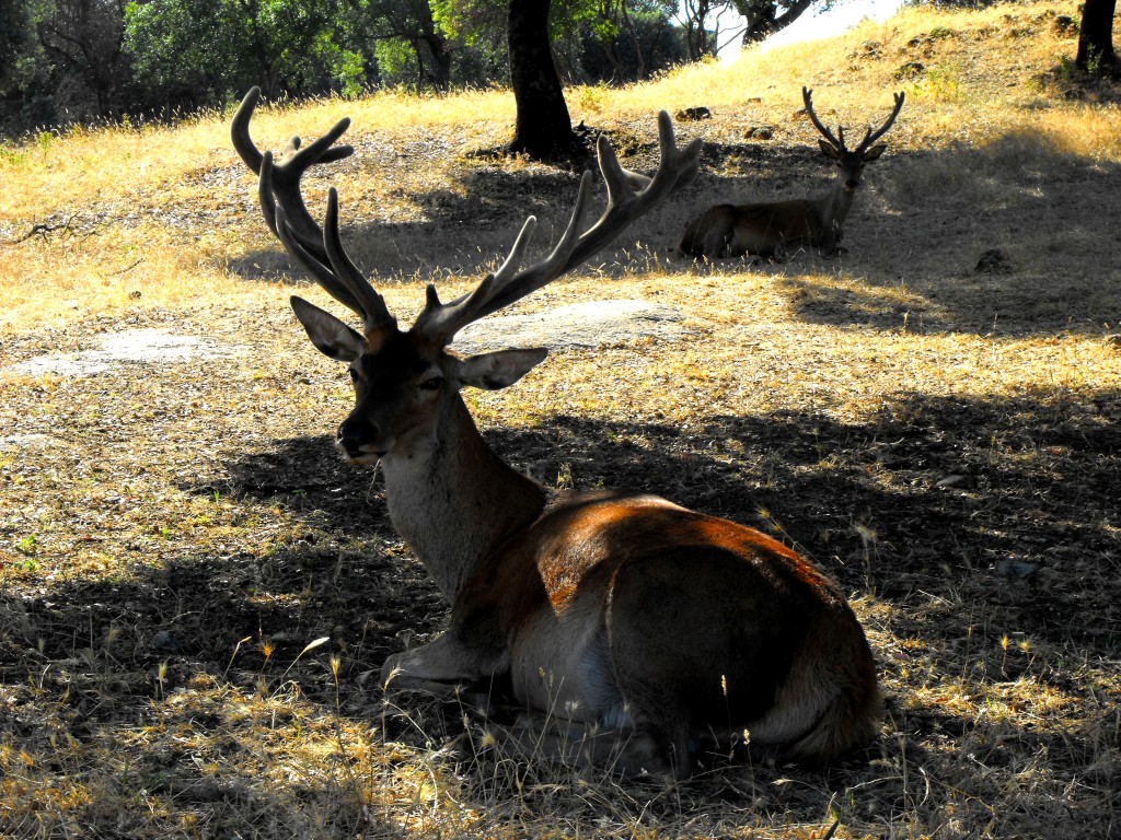 Parque Natural Sierra de Cardeña y Montoro, Córdoba