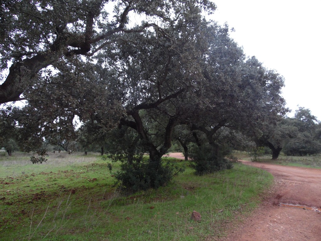 Parque Natural Sierra de Hornachuelos, Córdoba