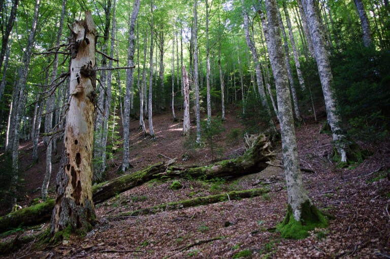 Reserva Integral de Aztaparreta, Isaba (Valle de Roncal, Navarra)