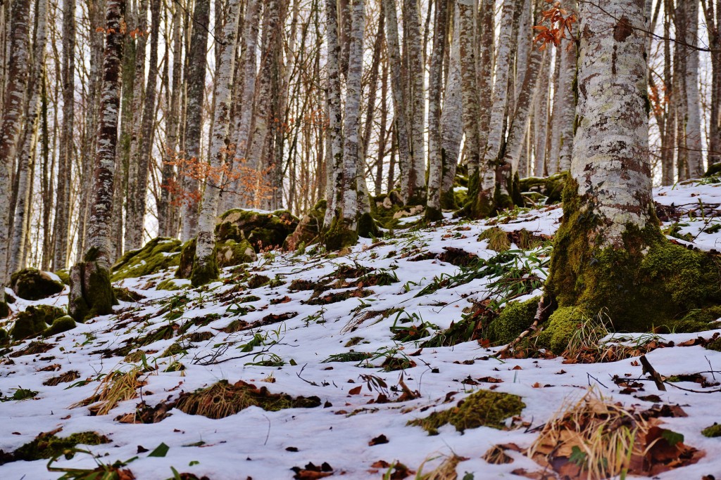 Reserva Integral Lizardoia, Ochagavía (Navarra)