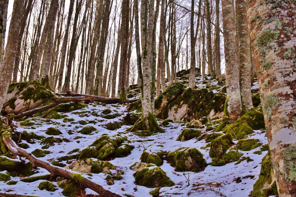 Reserva Integral Lizardoia, Ochagavía (Navarra)
