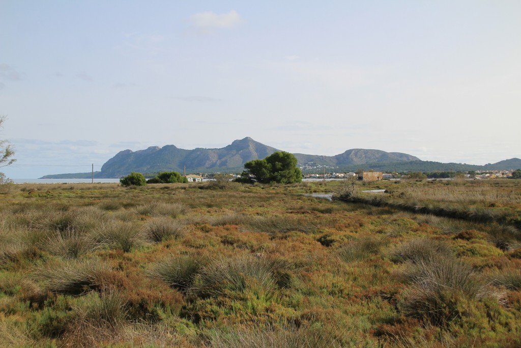 Reserva Natural de s’Albufereta, Mallorca