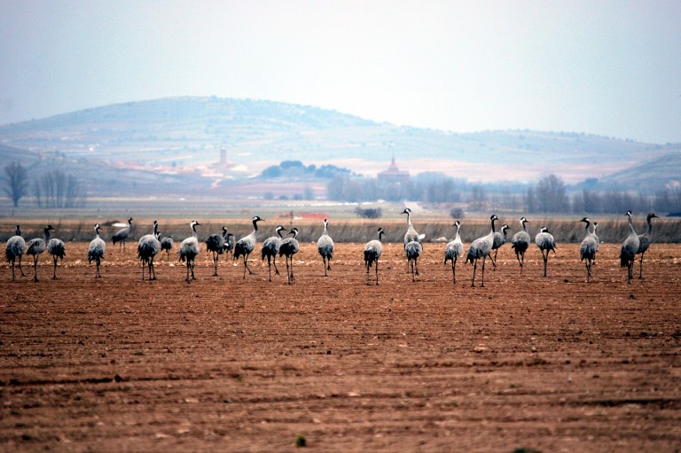 Reserva Natural Dirigida de la Laguna de Gallocanta, Aragón