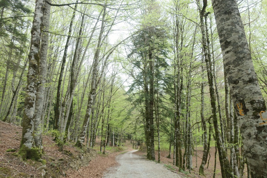 Selva de Irati, Navarra