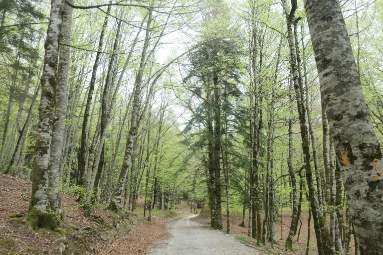 Selva de Irati, Navarra