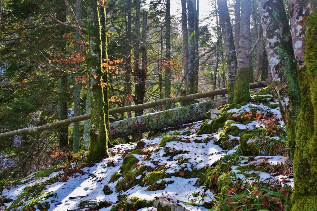 Selva de Irati, Navarra