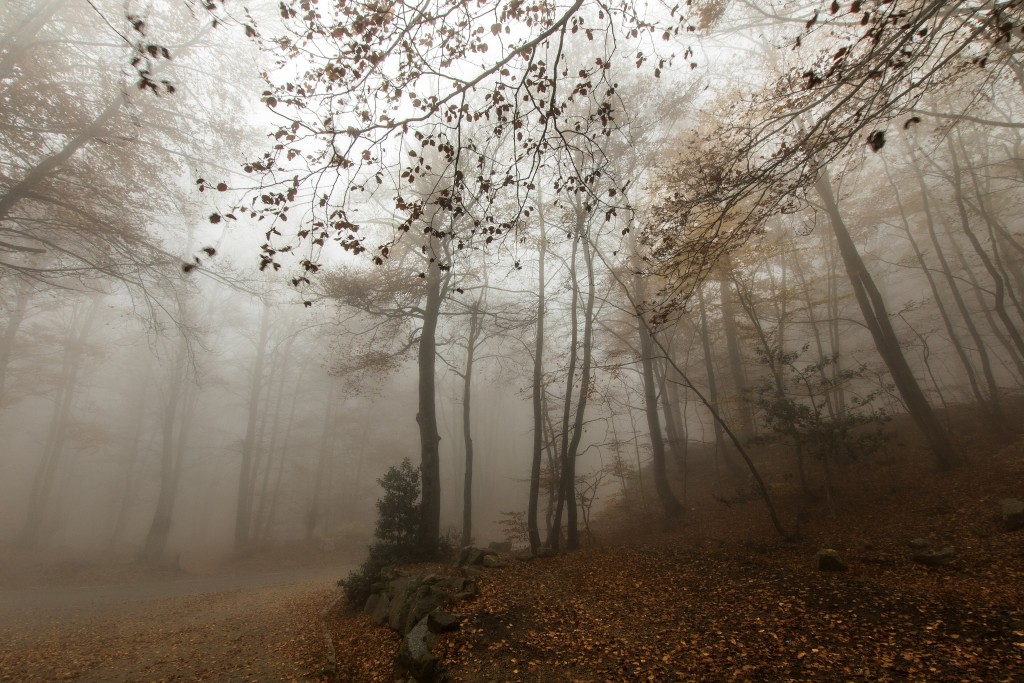 Senderismo en el Montseny, Barcelona: rutas por el Parque Natural y Reserva de la Biosfera