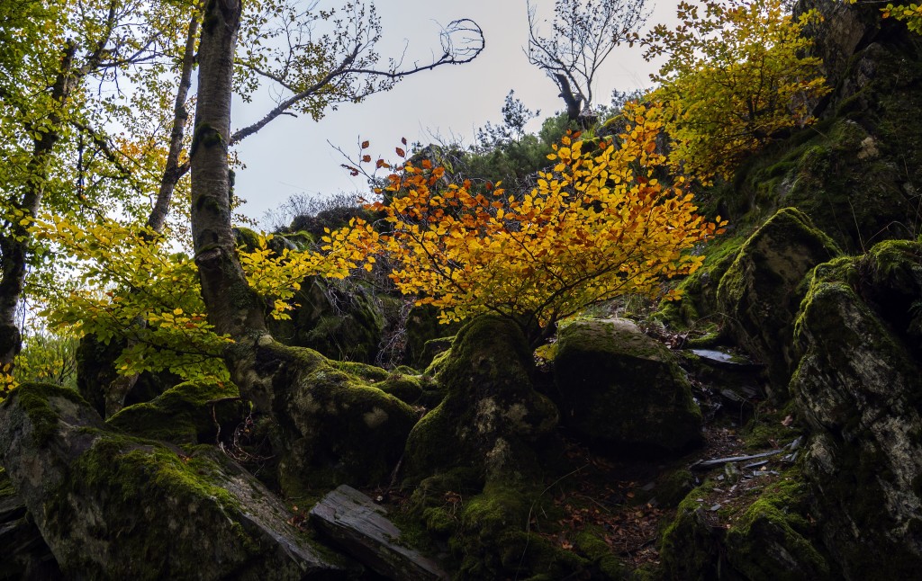 Senderismo en el Parque Natural de la Sierra Norte de Guadalajara