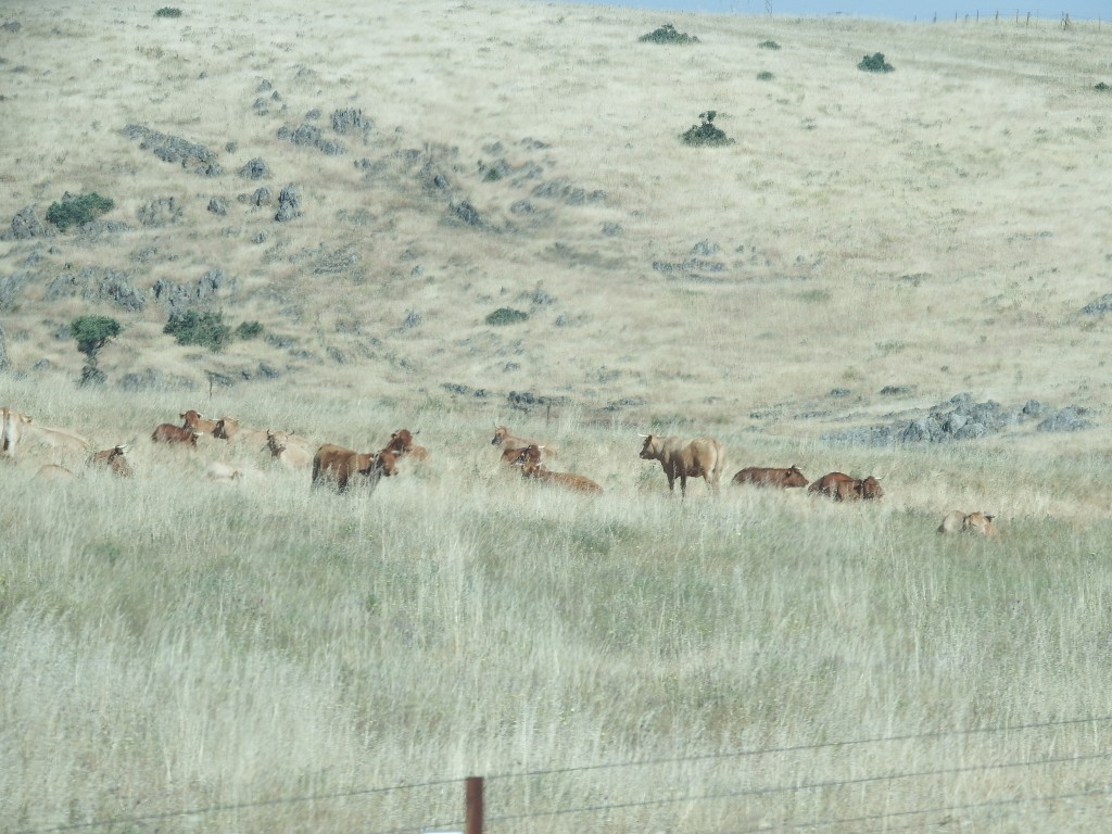 Senderismo en el Parque Natural del Valle de Alcudia y Sierra Madrona, Ciudad Real