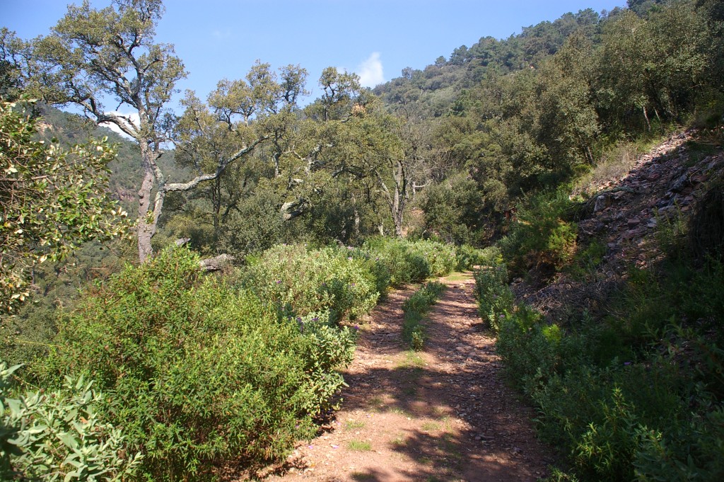 Senderismo en el Parque Natural Serra d’Espadà, Segorbe
