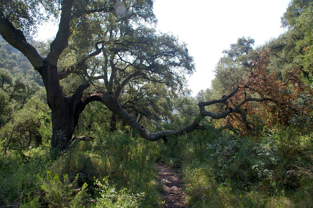 Senderismo en el Parque Natural Serra d’Espadà, Segorbe