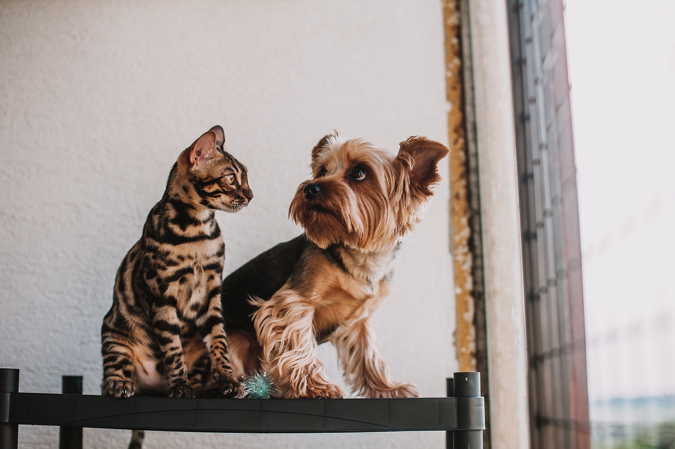 Mascotas admitidas