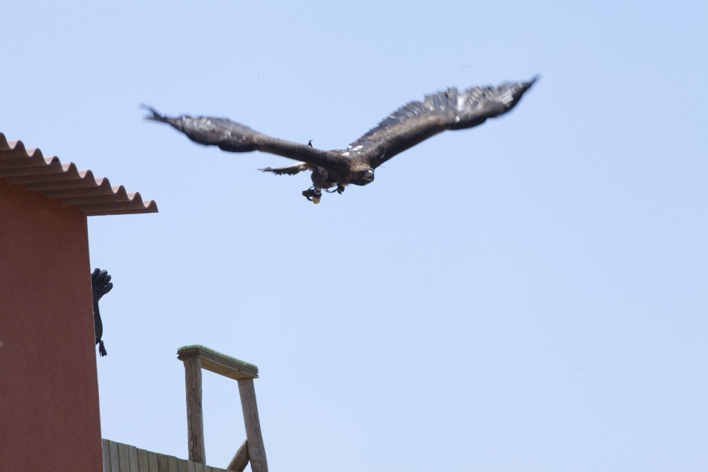 Tierra Rapaz, parque de aves rapaces en Calahorra, La Rioja