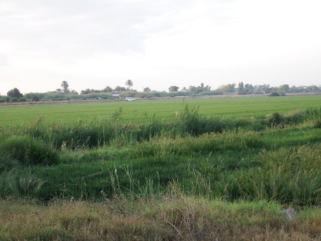 Arrozales de Pinedo, junto a la Albufera