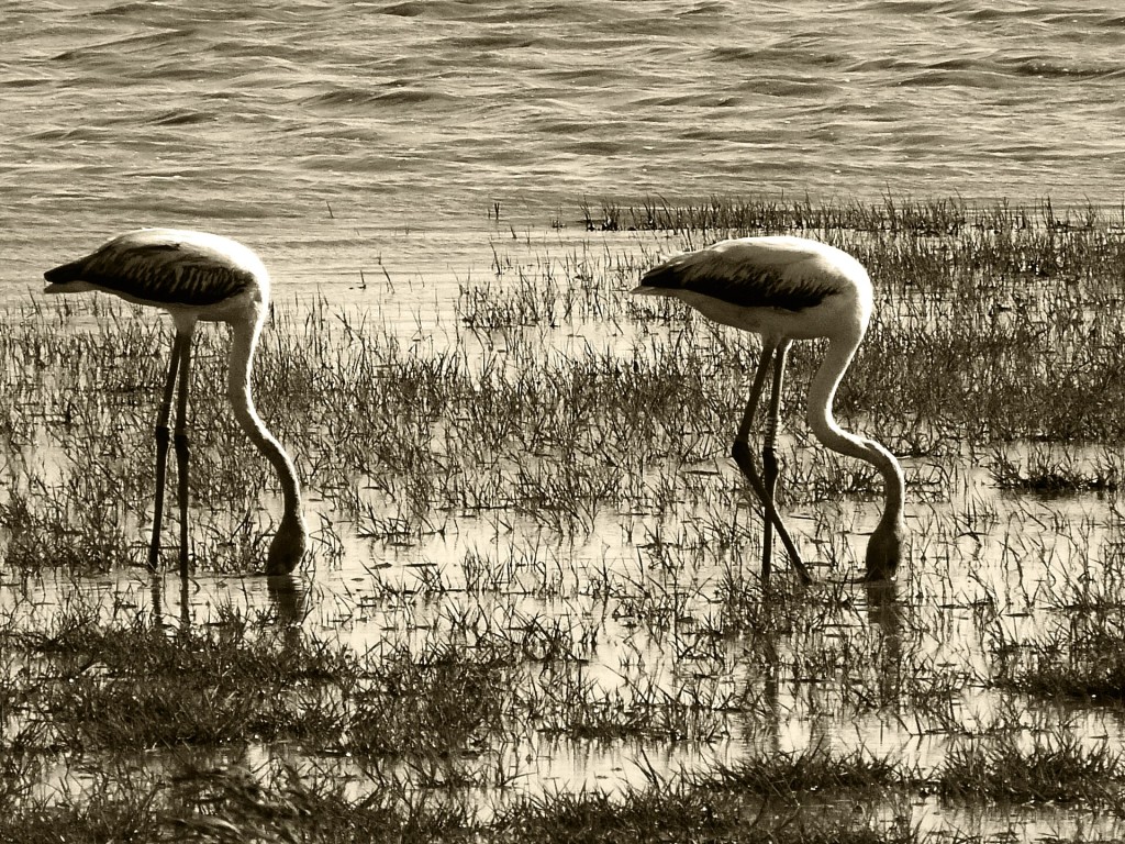 Aves en la marisma de El Rocío, La Rocina y el Charco del Acebrón