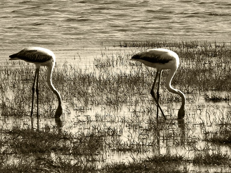 Aves en la marisma de El Rocío, La Rocina y el Charco del Acebrón