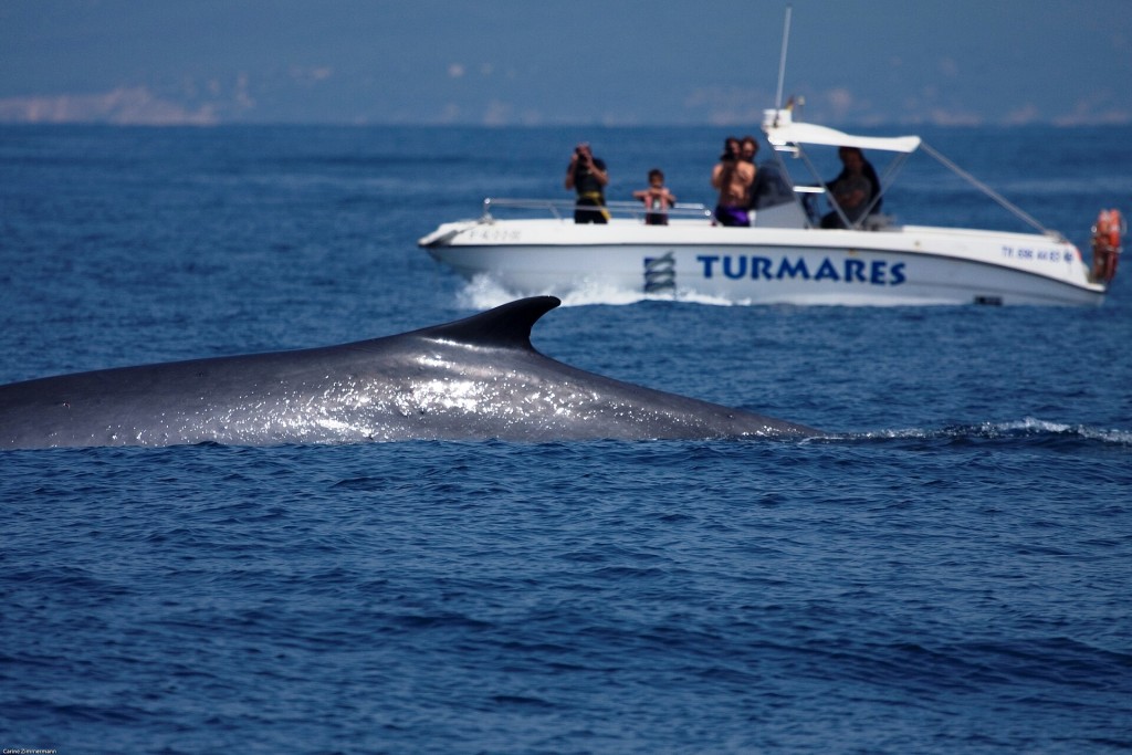 Avistamiento de delfines y ballenas en el Estrecho desde Tarifa