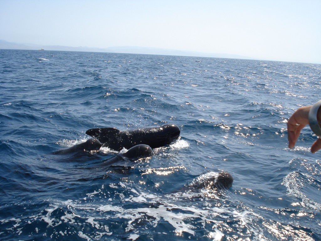 Avistamiento de delfines y ballenas en el Estrecho desde Tarifa