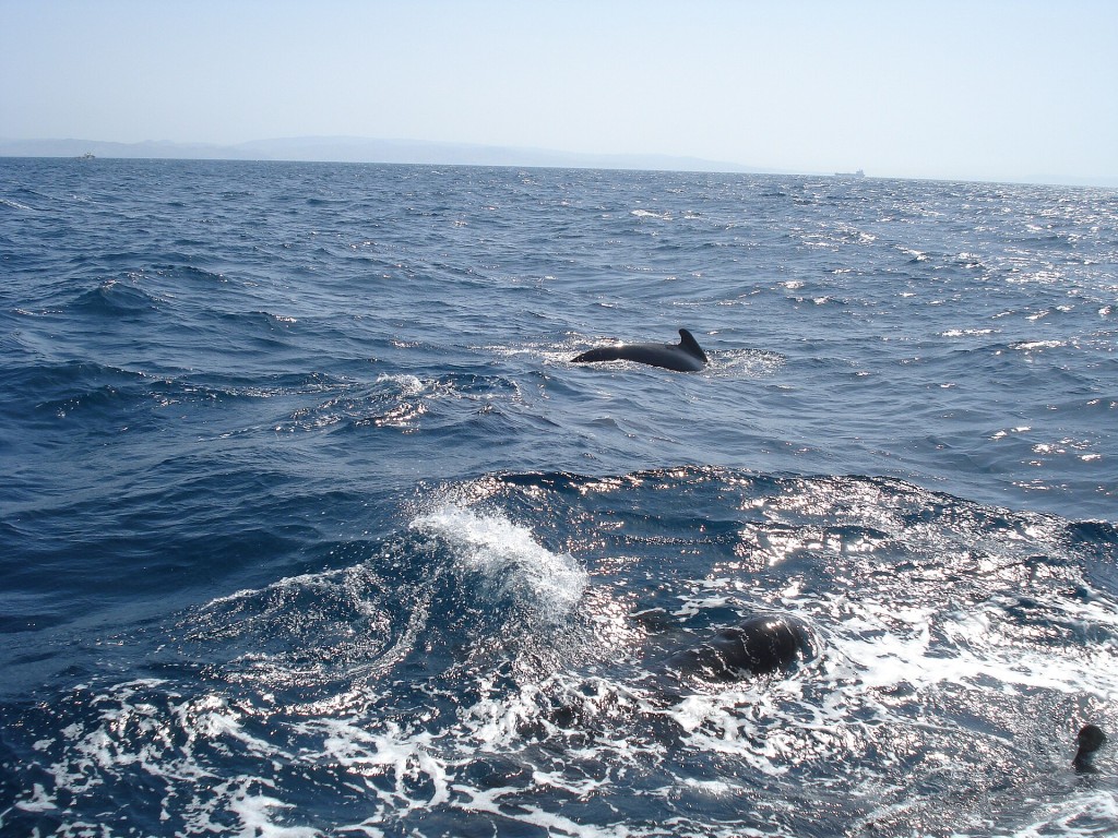 Avistamiento de delfines y ballenas en el Estrecho desde Tarifa