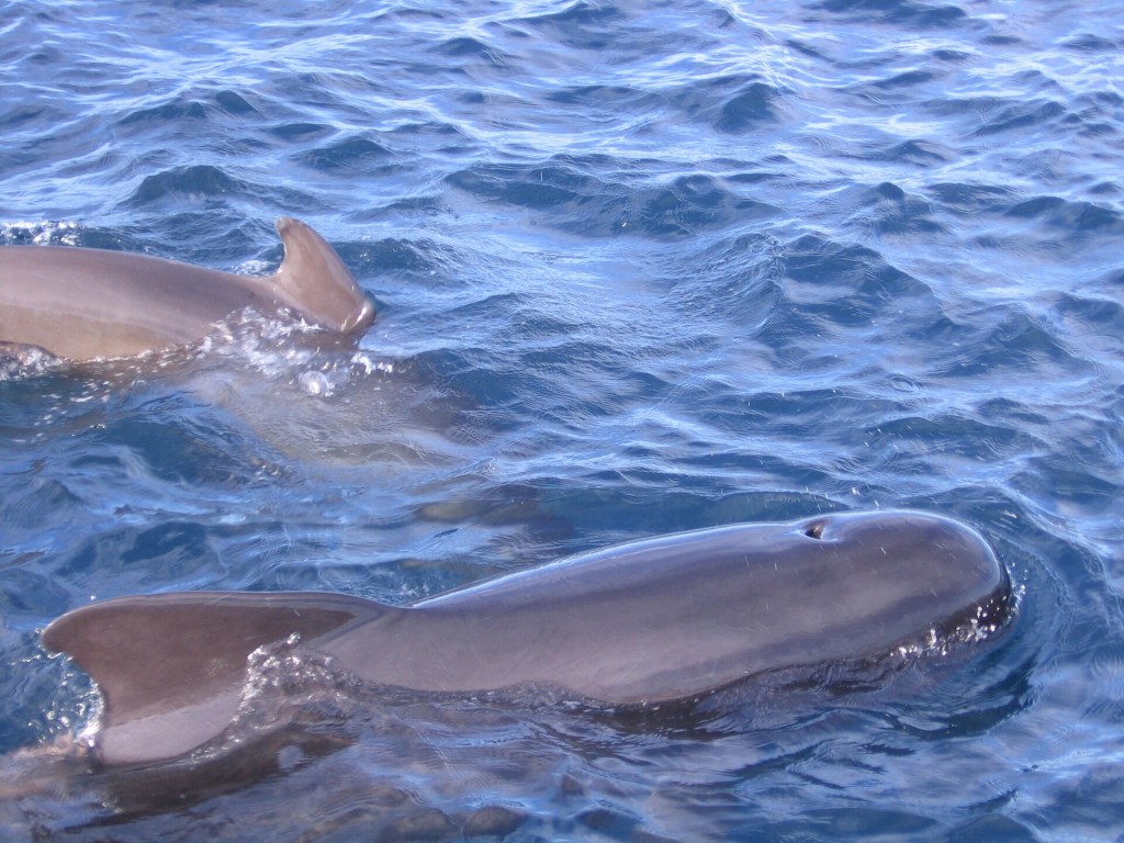 Avistamiento de delfines y ballenas en el Estrecho desde Tarifa