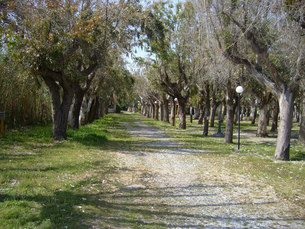 Caravanas bajo los pinos en un camping mediterráneo