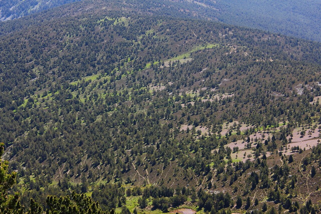 Pinos silvestres en la Sierra Cebollera