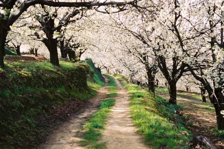 Cerezo en Flor, Valle del Jerte