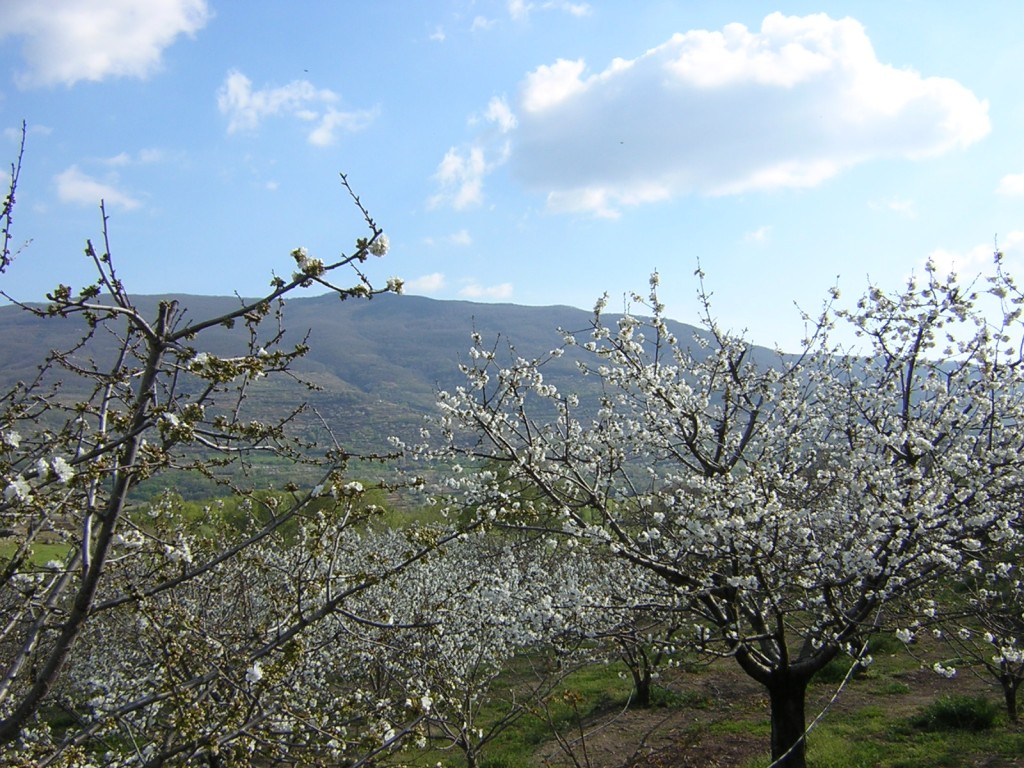 Cerezo en Flor, Valle del Jerte