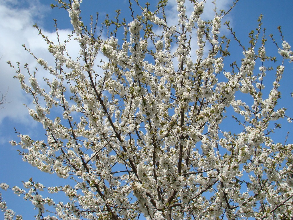 Cerezo en Flor, Valle del Jerte
