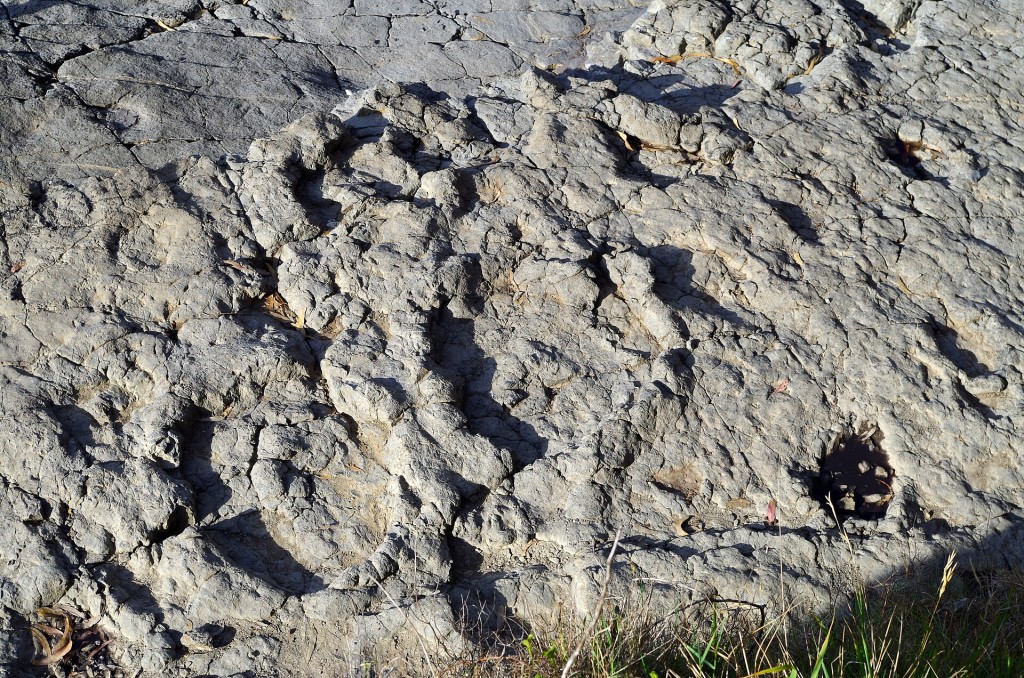 Costa de los Dinosaurios: huellas de la playa de La Griega, Colunga
