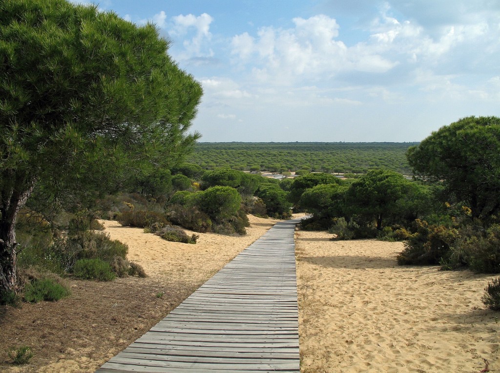 Pasarela de Cuesta Maneli entre dunas y pinos