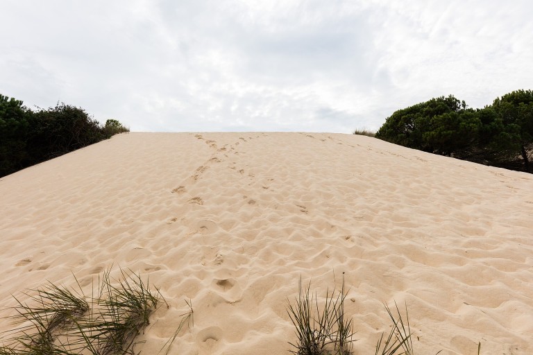 Dunas y pinar en el Parque Nacional de Doñana