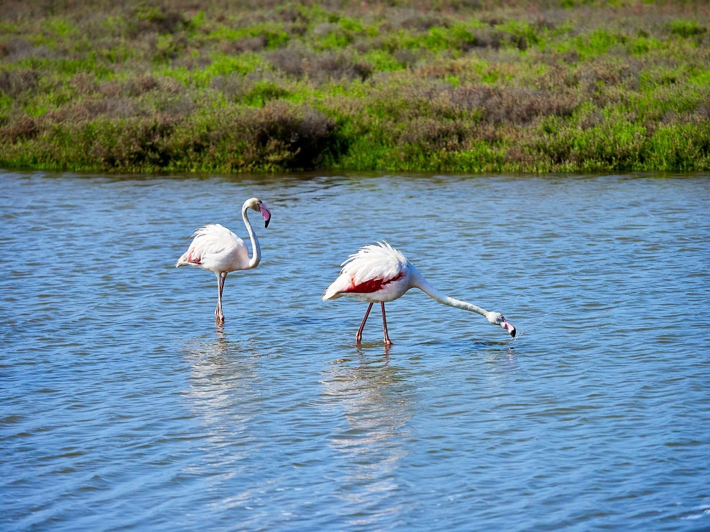 Flamencos en una laguna del Delta del Ebro