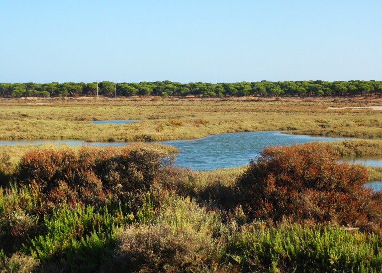 Marismas del Odiel, Huelva
