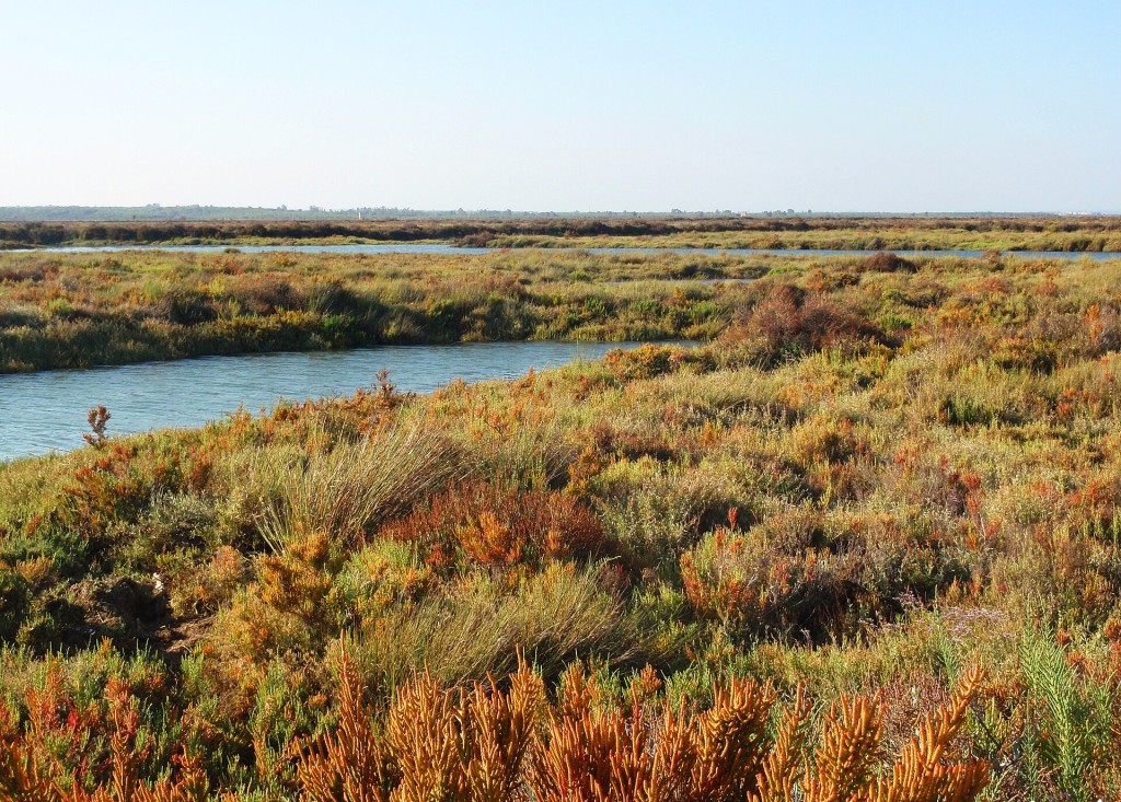 Marismas del Odiel, Huelva