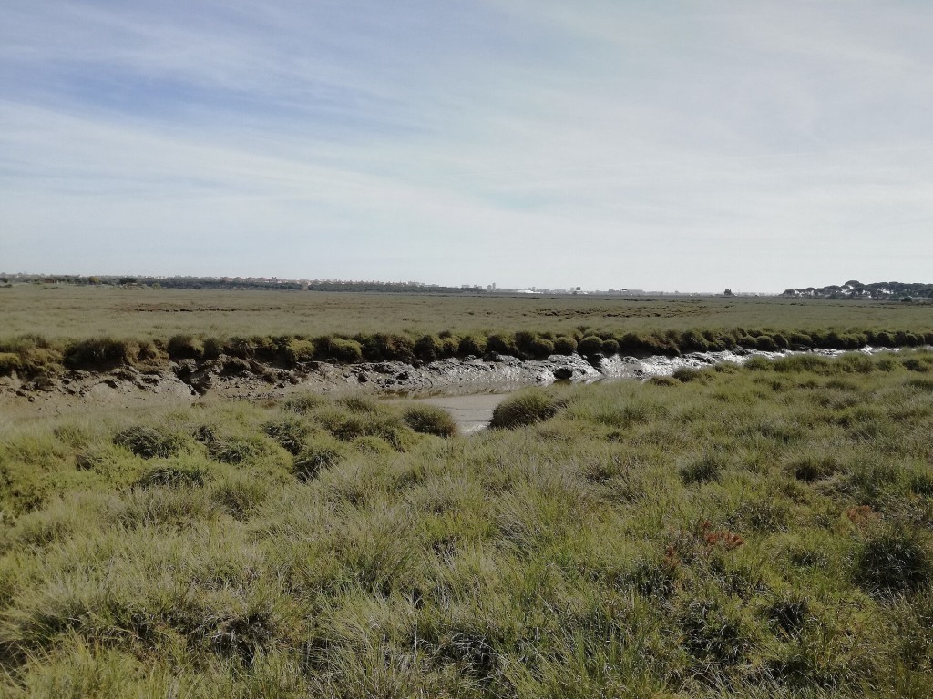 Marismas del Odiel, Huelva