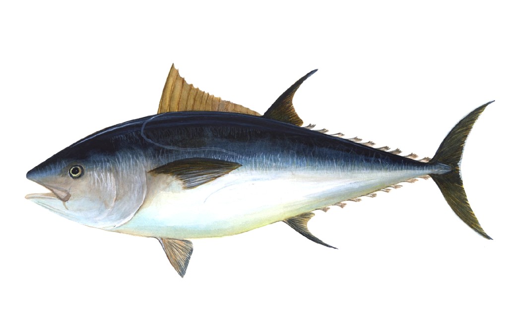 Nadar con atunes rojos (Tuna Tour), L'Ametlla de Mar