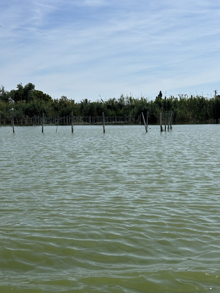 Paseo en barca por la Albufera, El Palmar (Valencia)