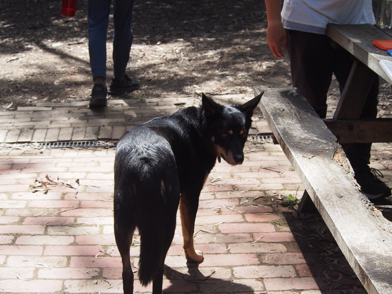 Perro en una parcela de camping