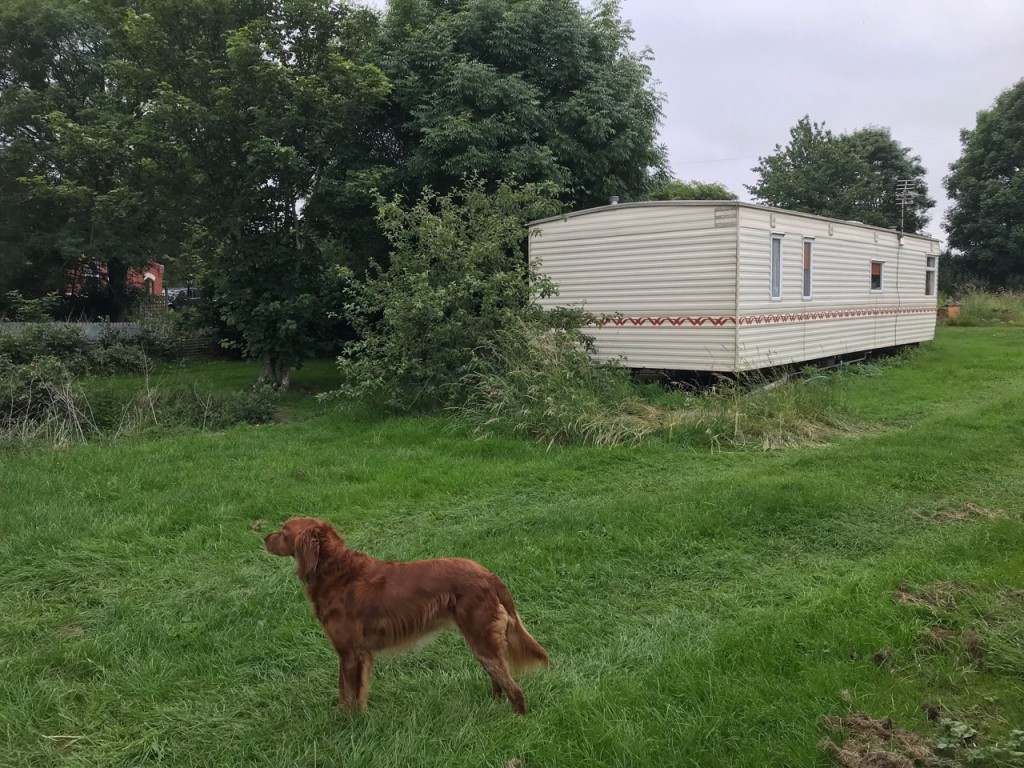 Perro junto a un mobil home en un camping