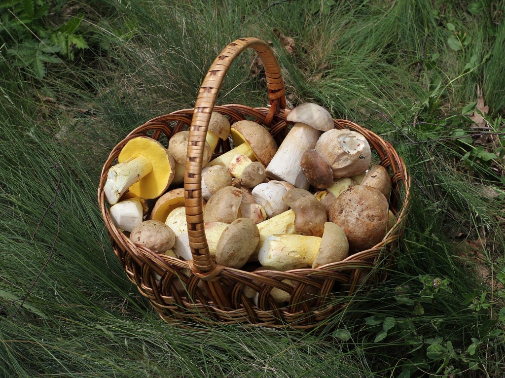 Recogida de setas en La Rioja