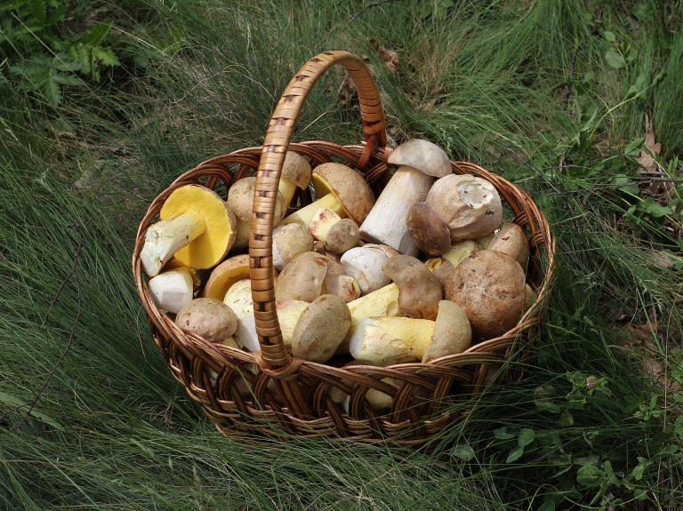 Recogida de setas en La Rioja