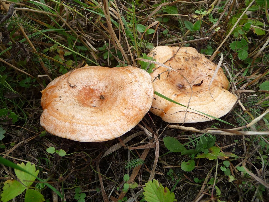 Recogida de setas en La Rioja