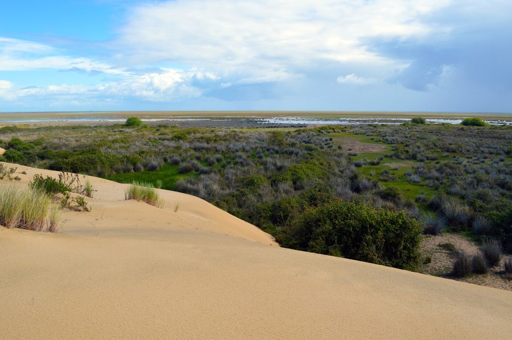 Visita guiada en 4x4 al Parque Nacional de Doñana desde El Acebuche